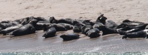 Gray seals hauled out on the beaches of Monomoy
