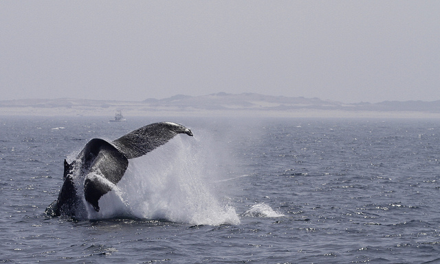 Whales can be spotted from the beaches of Provincetown in the spring.