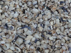 Shells on Grape Island